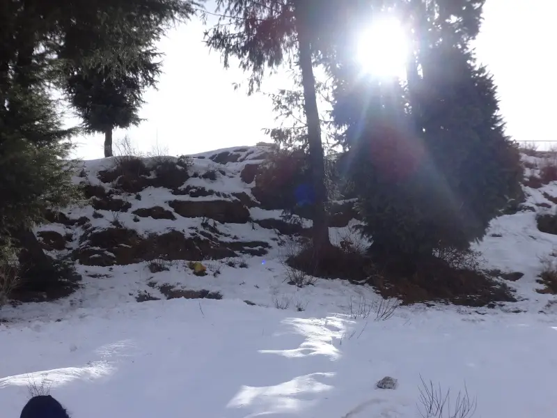 Snow-covered hills and pine trees at Kufri near Shimla