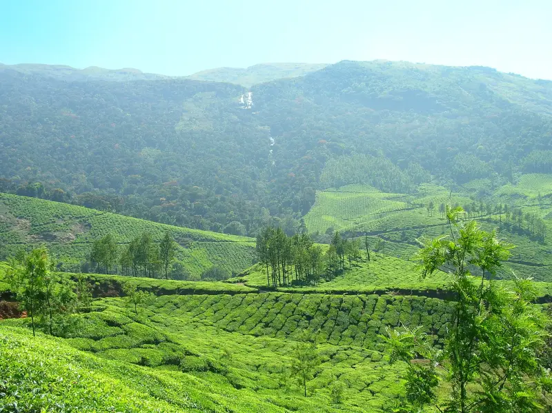 Rolling green tea plantations in Munnar, Kerala