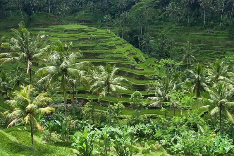 Green rice terraces and palm trees in Ubud, Bali