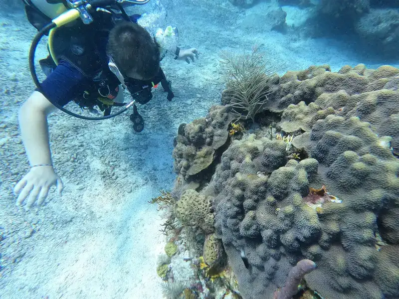 Scuba diver exploring a coral reef